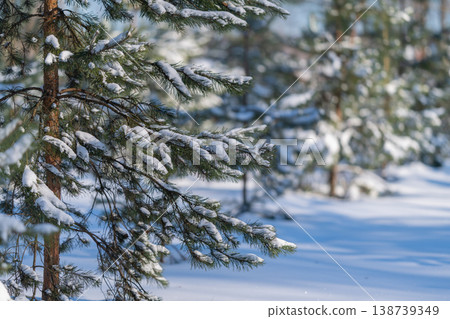 Peaceful snowy landscape. Quiet winter tableau featuring snow and shadowed pine branches. Tranquil snowcovered area highlighted by sunlight filtering through pine boughs Peaceful snowy landscape. Quiet winter tableau featuring snow and shadowed pine branches. Tranquil snowcovered area highlighted by sunlight filtering through pine boughs 138739349