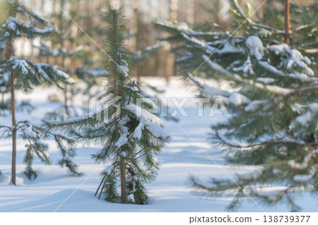 Lone young pine standing tall in cold snow with icy shadows around. Single young pine tree rises amidst vast snowcovered scene with icy shadows and distant woods Lone young pine standing tall in cold snow with icy shadows around. Single young pine tree rises amidst vast snowcovered scene with icy shadows and distant woods 138739377