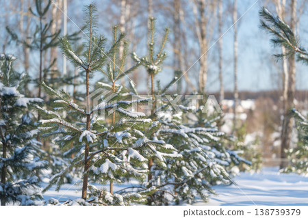 Serene outdoor setting with sunlight on snowy pine forest. Vast outdoor scene showcasing radiant sunlight streaming through tall pine and birch trees with snowcovered ground Serene outdoor setting with sunlight on snowy pine forest. Vast outdoor scene showcasing radiant sunlight streaming through tall pine and birch trees with snowcovered ground 138739379