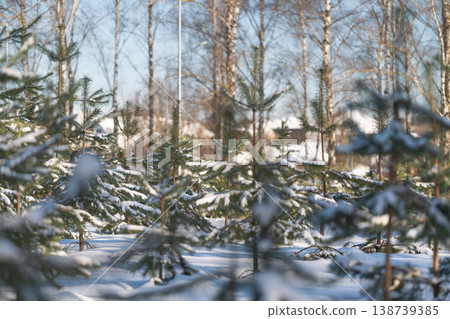 Young trees beneath winter sky. Frostcovered pines with distant homes visible. Winter landscape with young trees and distant houses blanketed in snow under morning light Young trees beneath winter sky. Frostcovered pines with distant homes visible. Winter landscape with young trees and distant houses blanketed in snow under morning light 138739385