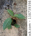 Young Green Plant Growing Through Concrete Wall Hole Showing Resilience And Urban Nature Contrast 138739398