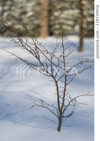 Bare sapling in snow, winter cold day, slender twigs dotted with tiny buds, isolated silhouette against blurred evergreen background, quiet resilience and delicate seasonal detail 138739416