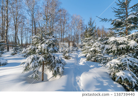 Sunlit snow path, winter cold day, narrow trail cutting between frosted evergreens, warm golden light on crystalline snow, intimate woodland route for outdoor adventure Sunlit snow path, winter cold day, narrow trail cutting between frosted evergreens, warm golden light on crystalline snow, intimate woodland route for outdoor adventure 138739440