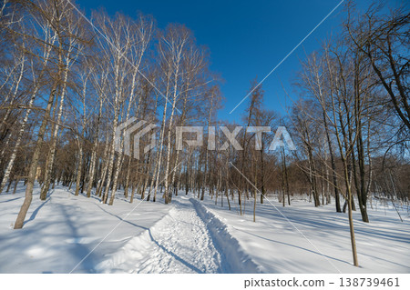 Narrow snow trail leading into dense birch forest on winter cold day, faint footprints suggest recent passage, muffled silence and soft light filtering through branches Narrow snow trail leading into dense birch forest on winter cold day, faint footprints suggest recent passage, muffled silence and soft light filtering through branches 138739461