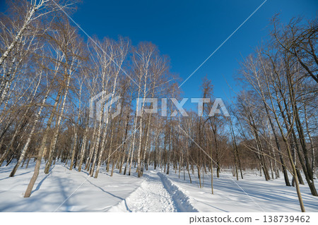 Icy woodland scene. Frozen grove under blue sky. Snowcovered birch forest stretching wide and peaceful. Expansive winter landscape featuring frosty trees and clear blue sky Icy woodland scene. Frozen grove under blue sky. Snowcovered birch forest stretching wide and peaceful. Expansive winter landscape featuring frosty trees and clear blue sky 138739462