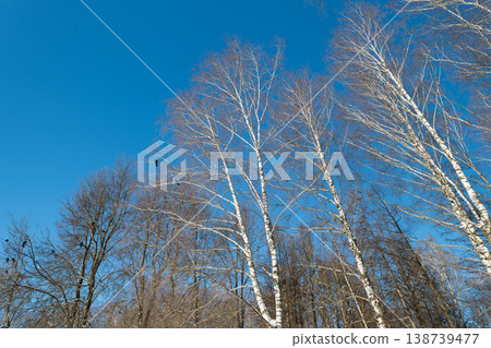 Tall birch canopy against blue sky, winter cold day with stark white bark and delicate frost on branches, upward perspective, energizing clarity, open airy composition 138739477