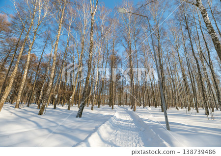 Sunlit birch slope with long shadows on winter cold day, warm sunlight painting pale trunks, strong contrast between white snow and dark bark, uplifting seasonal mood Sunlit birch slope with long shadows on winter cold day, warm sunlight painting pale trunks, strong contrast between white snow and dark bark, uplifting seasonal mood 138739486
