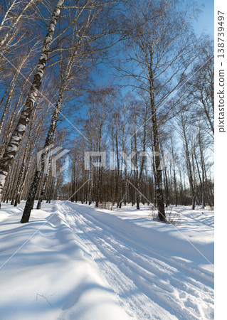 Winding snow trail through birch woods on winter cold day, visible tracks leading into forest, textured snowdrifts, inviting path for outdoor adventure and crosscountry exploration Winding snow trail through birch woods on winter cold day, visible tracks leading into forest, textured snowdrifts, inviting path for outdoor adventure and crosscountry exploration 138739497