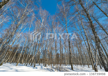 Wide birch panorama under crisp winter sky on winter cold day, low sun casting long shadows, clean horizon, minimal composition suited for landscape prints and travel imagery Wide birch panorama under crisp winter sky on winter cold day, low sun casting long shadows, clean horizon, minimal composition suited for landscape prints and travel imagery 138739498