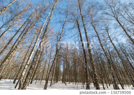 Sunny snowy forest. Winter woodland bathed in sunlight. Golden light illuminating frosty forest scene. Bright sunlight casting warm shadows over icy winter landscape Sunny snowy forest. Winter woodland bathed in sunlight. Golden light illuminating frosty forest scene. Bright sunlight casting warm shadows over icy winter landscape 138739500