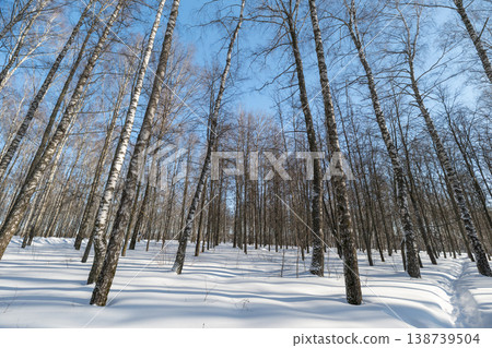 Dense birch thicket with sunlit snow on winter cold day, repetitive slender trunks, soft blue sky, long crisp shadows, high contrast texture ideal for seasonal backgrounds 138739504