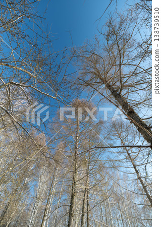Sunlit birch canopy with sparkling snow, light catches frost crystals on branches, shimmering highlights against clear blue, brisk cold day energy in forest crown 138739510
