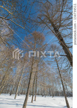 Tall birch trunks reaching toward sky, vertical rhythm emphasizes height and repetition, long shadow lines cut across snow, quiet majestic feel of cold day woodland 138739511