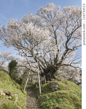 春天，佛龍寺那千年櫻花樹守護著古老的石階，宛如人間天堂。 138739513