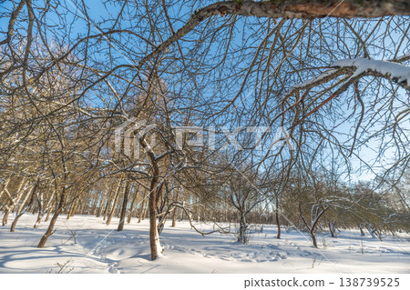 Intricate birch branches forming delicate lattice, fine twigs dusted with fresh snow, airy composition against bright blue sky, subtle winter breeze and quiet mood Intricate birch branches forming delicate lattice, fine twigs dusted with fresh snow, airy composition against bright blue sky, subtle winter breeze and quiet mood 138739525