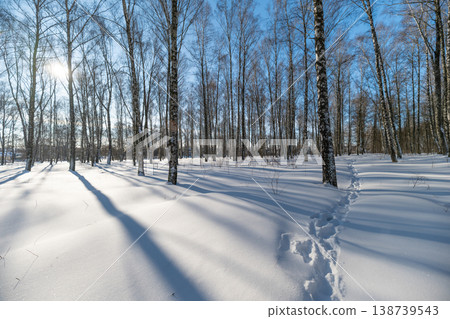 Winter landscape journey. Frozen trail under icy trees. Chilly woodland path with shimmering frost details. Serene snowy walkway among trees showing resilience and beauty Winter landscape journey. Frozen trail under icy trees. Chilly woodland path with shimmering frost details. Serene snowy walkway among trees showing resilience and beauty 138739543