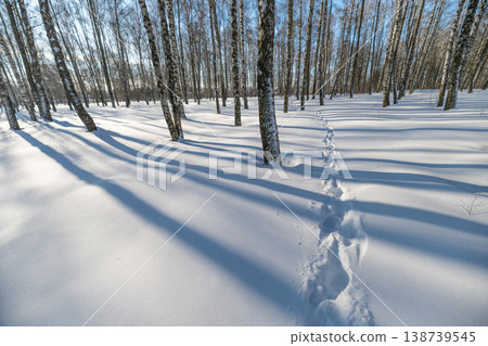 Silent snowy walk. Tracks in snow beneath trees. Serene winter scene with footprints and shadows. Solitary traveler leaving footprints on icy forest ground during daylight Silent snowy walk. Tracks in snow beneath trees. Serene winter scene with footprints and shadows. Solitary traveler leaving footprints on icy forest ground during daylight 138739545