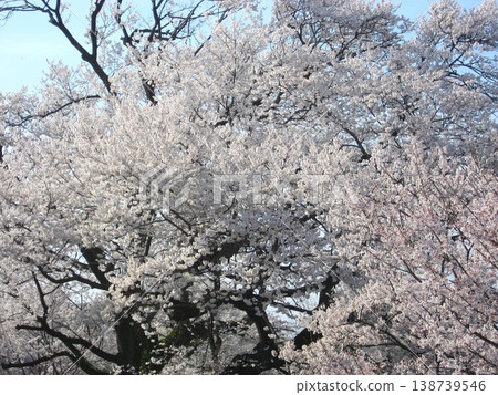 A spectacular sight of cherry blossoms in full bloom A spectacular sight of cherry blossoms in full bloom 138739546