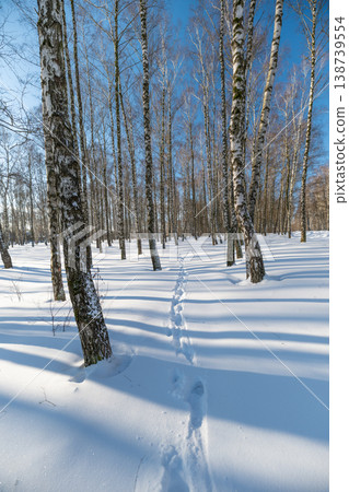 Narrow snow trail, winter cold day. Single line of faint tracks threads between tall birches, vertical perspective emphasizes solitude and directional pull toward sunlit clearing Narrow snow trail, winter cold day. Single line of faint tracks threads between tall birches, vertical perspective emphasizes solitude and directional pull toward sunlit clearing 138739554