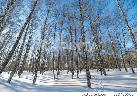 Long shadows across snow, winter cold day. Strong low sun carves bold patterns between birch trunks, minimalist composition highlighting texture of bark and untouched white field 138739566
