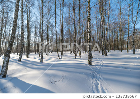 Animal tracks across snow, winter cold day. Small footsteps weave through birch grove, leading to unseen destination surface sparkles with fresh frost, mood of quiet discovery 138739567