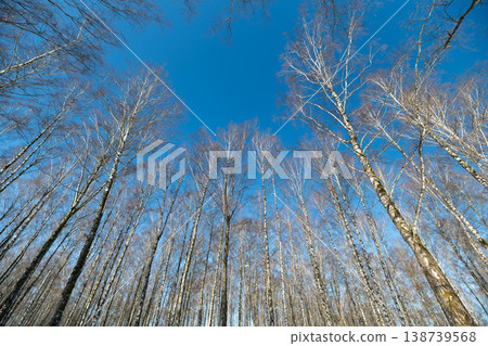 Sparkling frost adorns icy branches. Clear winter sky casts glistening frost on frostbitten treetops. Shimmering frost embellishes frosty canopy under crisp blue winter sky 138739568