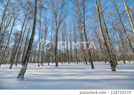 Ordered birch avenue, winter cold day. Evenly spaced trunks form rhythmic columns, shadows striping snow and guiding eye toward distant horizon in tranquil woodland Ordered birch avenue, winter cold day. Evenly spaced trunks form rhythmic columns, shadows striping snow and guiding eye toward distant horizon in tranquil woodland 138739570