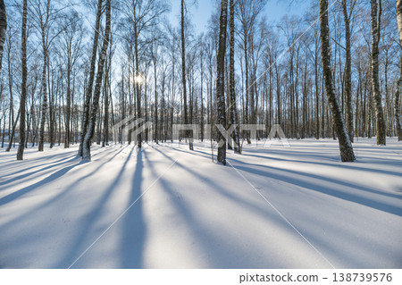 Ice crystals adorn forest floor. Frozen snowflakes cover terrain softly illuminated. Glistening ice formations spread over earth amidst slender trees under gentle sunlight Ice crystals adorn forest floor. Frozen snowflakes cover terrain softly illuminated. Glistening ice formations spread over earth amidst slender trees under gentle sunlight 138739576