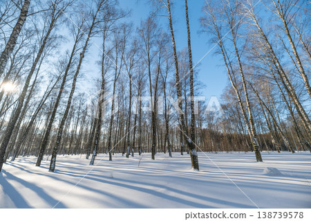 Pristine snowcovered area with slender birch trees beneath bright sky. Unspoiled snowfield featuring tall birch trunks under clear blue sky ideal for peaceful scenic backgrounds Pristine snowcovered area with slender birch trees beneath bright sky. Unspoiled snowfield featuring tall birch trunks under clear blue sky ideal for peaceful scenic backgrounds 138739578