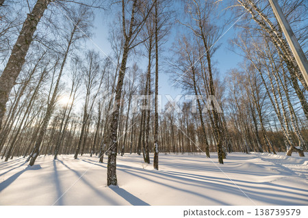 Warm golden light bathing birch trunks, long soft shadows stretching across pristine snow, cozy cold contrast evoking peaceful late afternoon in winter woodland Warm golden light bathing birch trunks, long soft shadows stretching across pristine snow, cozy cold contrast evoking peaceful late afternoon in winter woodland 138739579