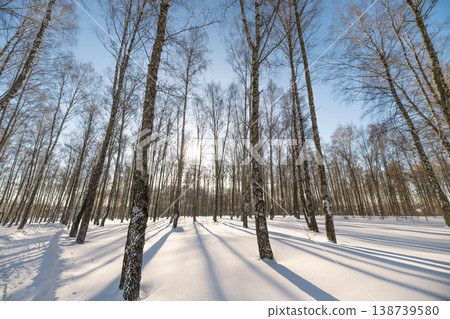 Bright sun backlighting birch trunks, luminous halo through branches, crisp snow reflecting warm highlights, tranquil forest mood for wellness and outdoor lifestyle visuals 138739580