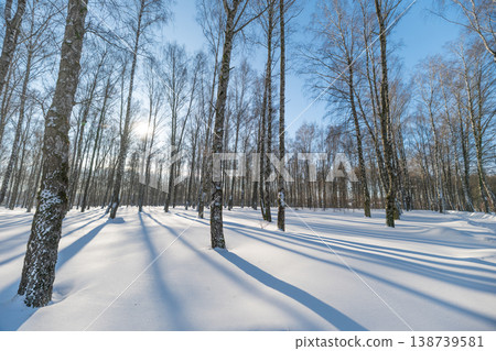 Deep elongated shadows cross snowy floor, slender birch trunks forming rhythmic vertical lines, low winter sun creating strong contrast and abstract landscape geometry Deep elongated shadows cross snowy floor, slender birch trunks forming rhythmic vertical lines, low winter sun creating strong contrast and abstract landscape geometry 138739581