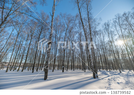 Sunlit birch trunks casting stretched shadows, bright flare peeking between branches, crisp snow sparkling under clear blue sky, quiet outdoor mood perfect for seasonal campaigns Sunlit birch trunks casting stretched shadows, bright flare peeking between branches, crisp snow sparkling under clear blue sky, quiet outdoor mood perfect for seasonal campaigns 138739582