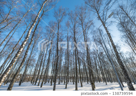 Birch forest tranquility. Peaceful winter landscape dominated by dense birch trunks and shadows. Chilly winter day in closely grouped birch grove with tranquil atmosphere 138739594