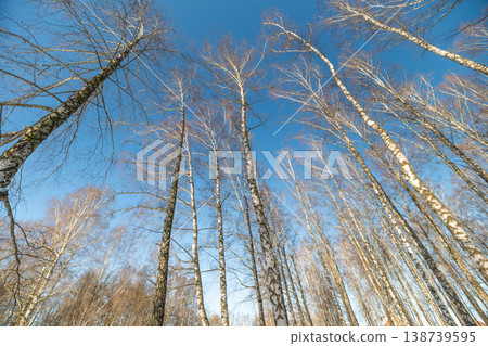 Tall birch trunks, winter cold day. Vertical composition emphasizes height and upward movement, sunlit bark and crisp atmosphere suggest renewal and energetic winter light Tall birch trunks, winter cold day. Vertical composition emphasizes height and upward movement, sunlit bark and crisp atmosphere suggest renewal and energetic winter light 138739595