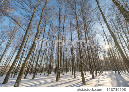 Wide birch field, winter cold day. Expansive winter landscape with evenly spaced trunks, sharp light, deep blue sky and open air evoking freshness and solitary calm Wide birch field, winter cold day. Expansive winter landscape with evenly spaced trunks, sharp light, deep blue sky and open air evoking freshness and solitary calm 138739598