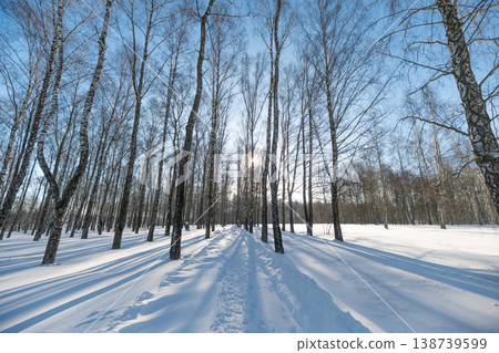 Sunlit birch trunks, winter cold day. Symmetrical rows create repeating patterns across untouched snow, dramatic elongated shadows and clear horizon under pale blue sky Sunlit birch trunks, winter cold day. Symmetrical rows create repeating patterns across untouched snow, dramatic elongated shadows and clear horizon under pale blue sky 138739599