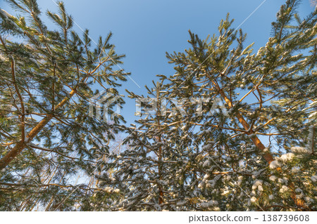 Balanced pine silhouettes. Symmetrical pine tops complement airy background for calmness. Harmonious pine crown imagery creating spacious and soothing visual impression Balanced pine silhouettes. Symmetrical pine tops complement airy background for calmness. Harmonious pine crown imagery creating spacious and soothing visual impression 138739608