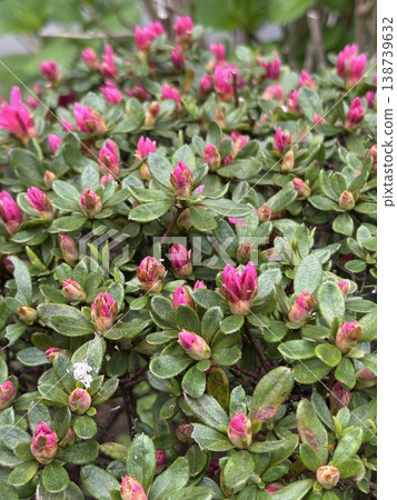 Azalea buds Azalea buds 138739632