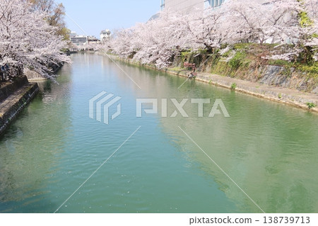 琵琶湖運河的櫻花 琵琶湖運河的櫻花 138739713