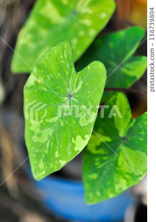 Colocasia Lemon Lime Gecko or Colocasia esculenta, Lemon Lime Gecko or Colocasia plant or bicolor plant Colocasia Lemon Lime Gecko or Colocasia esculenta, Lemon Lime Gecko or Colocasia plant or bicolor plant 138739804