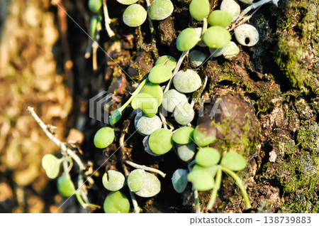 Dischidia nummularia Variegata, Dischidia nummularia Variegatege or dischidia nummularia or String of Nickels Plant Dischidia nummularia Variegata, Dischidia nummularia Variegatege or dischidia nummularia or String of Nickels Plant 138739883