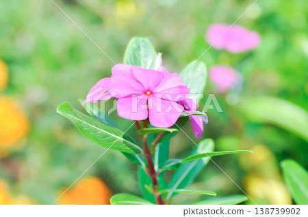 Catharanthus roseus G Don ,APOCYNACEAE or Madagascar periwinkle or Vinca or Old maid or purple flower Catharanthus roseus G Don ,APOCYNACEAE or Madagascar periwinkle or Vinca or Old maid or purple flower 138739902