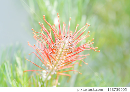 grevillea , Banksia occidentalis or Grevillea Scarlet Moon or Grevillea Superb or Grevillea Sylvia or red flower grevillea , Banksia occidentalis or Grevillea Scarlet Moon or Grevillea Superb or Grevillea Sylvia or red flower 138739905