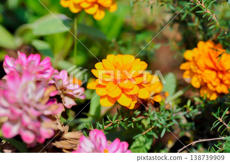 Zinnia or Zinnia angustifolia,Zinnia angustifolia Kunth or Asteraceae or orange flower Zinnia or Zinnia angustifolia,Zinnia angustifolia Kunth or Asteraceae or orange flower 138739909