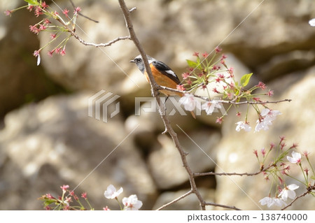 Spring 2026 - Residents of Himeji Castle Spring 2026 - Residents of Himeji Castle 138740000