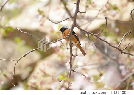 Spring 2026 - Residents of Himeji Castle 138740001