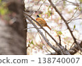 Spring 2026 - Residents of Himeji Castle 138740007