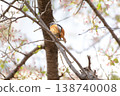 Spring 2026 - Residents of Himeji Castle 138740008