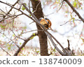 Spring 2026 - Residents of Himeji Castle 138740009
